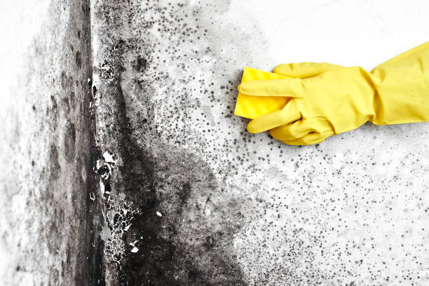Best Attic Mold Removal  in West Chicago, IL