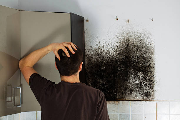 Best Certified Mold Removal  in West Chicago, IL
