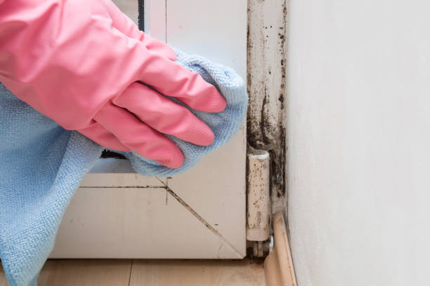 Best Toxic Mold Removal  in West Chicago, IL