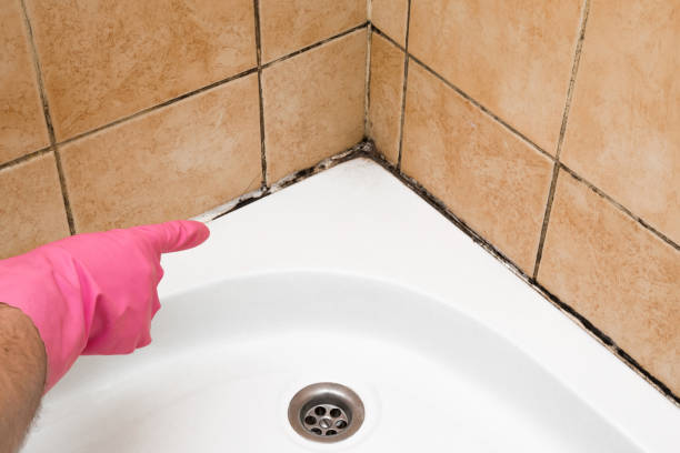West Chicago, IL Mold Removal Company